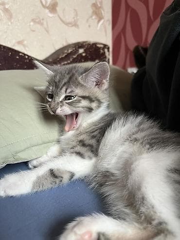 кошке: 2 месяца, Девочка, Приучена к лотку — 9