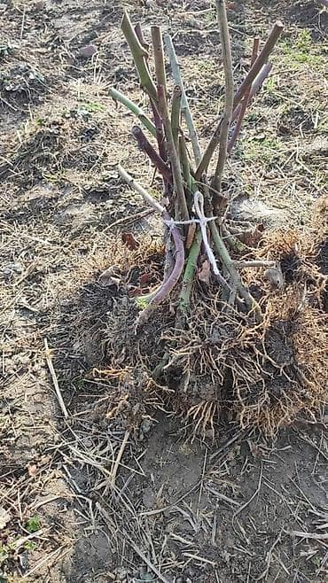 Уголь: Ежевика сорт Лох-Нес (Loch Ness) — саженцы - Тип: бесшипная — 2