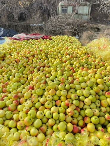 Яблоки Оптом
