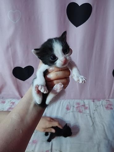 шпионские кошки: Отдаем котят в добрые руки — 4