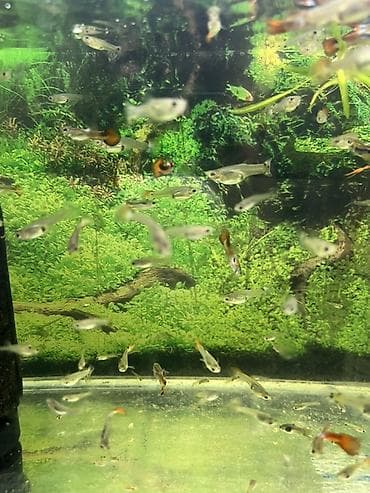 рыбки петушки: Гуппи (Poecilia reticulata) — яркие живородящие аквариумные рыбки — 2