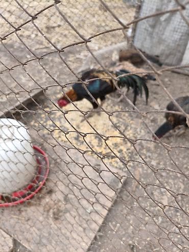 бараны кант: Продаю | Петух | Бойцовая | Для разведения — 4