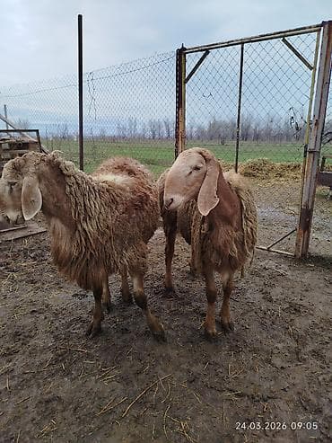 кара кон: Продаю | Овца (самка) | Романовская | Для разведения | Матка — 1
