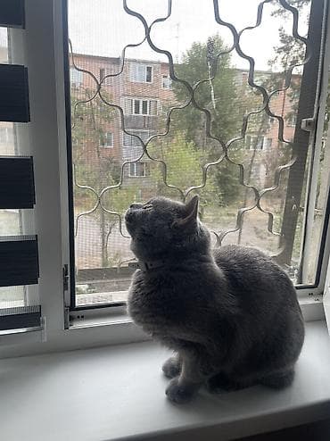шотландский скоттиш страйт: Шотландская кошка (окрас: серый/голубой), короткошёрстная. Крупные — 4