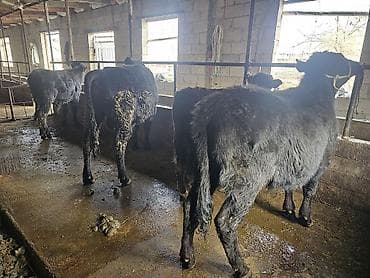 Ветеринар кызматы: Сатам | Бука (эркек) | Абердин-ангус | Бордоп семиртүү үчүн | Байланган — 1