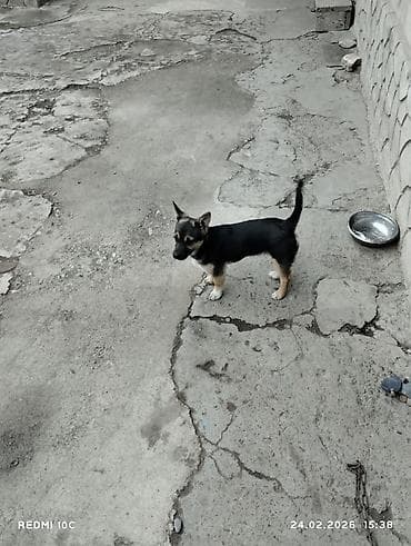 собаки вязка: Собака даром: Дворняжка, 3 месяца, Самка, С прививкой — 2