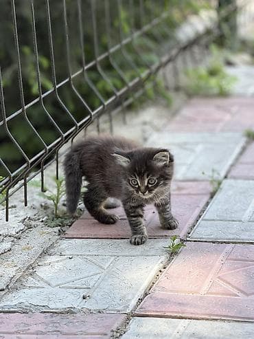 Кошка даром: Беспородная, 2 месяца, Мальчик, Приучена к лотку