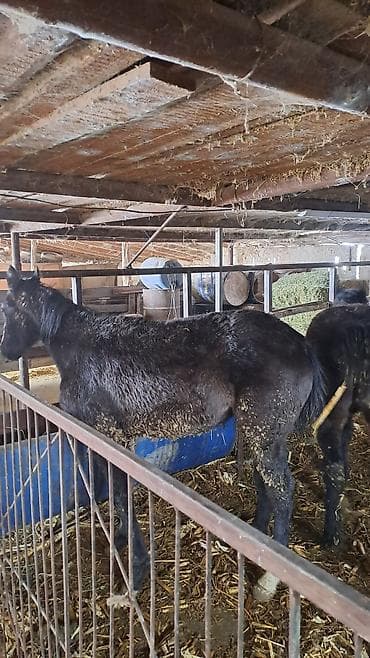 эркек ит тайган: Сатам | Байтал, Тай — 8