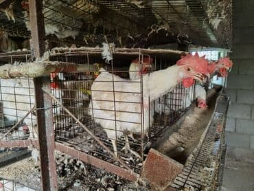 оборудование для кур несушек цена: Продам кур — 1