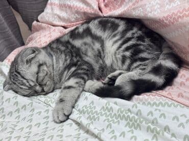 отдам даром шотландского вислоухого котенка: Скотиш Фолд (Шотландская вислоухая), 4 месяца, Мальчик, Приучена к лотку, Проглистована — 4