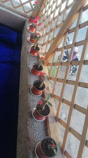 Комнатные растения: Эуфорбия Миля (Молочай Миля, «Корона Христа») — компактные комнатные — 1