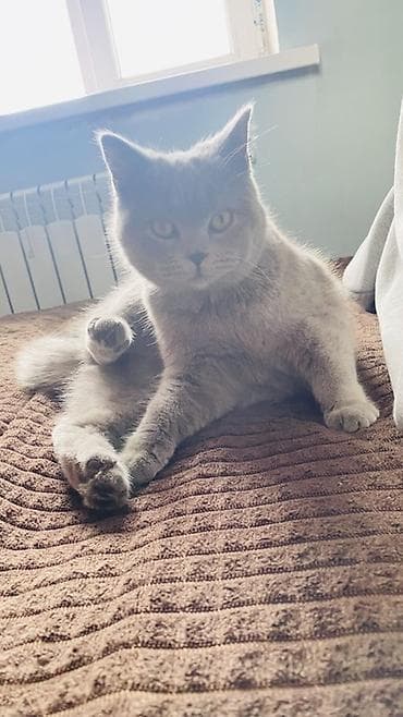 Зоотовары: Британская короткошёрстная, 1 год, Девочка, Серый, Приучена к лотку — 3