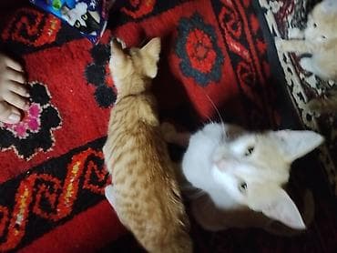 Мышыктар: Домашние котята Описание: - Оба котёнка с короткой шерстью — 8