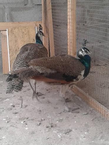 павлини: Продам молодых павлинов — 3