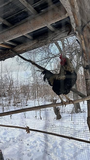 куры гриз бар: Продаю | Петух | Для разведения — 9