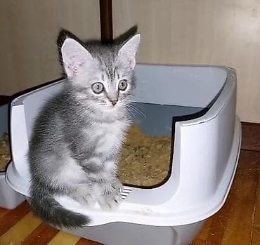 Животные: Котята возраст 1,5 месяцев и 2,5 месяца . Девочки . Приучены к лотку — 1