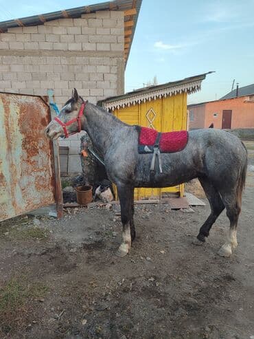дойних коров: Продаю | Жеребец | Рабочий | Мерин — 3