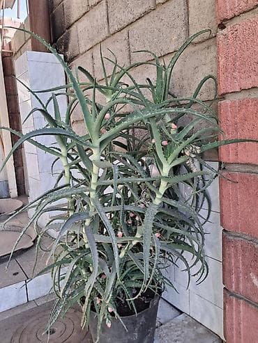 Алоэ: Суккулент Aloe (алое), крупный куст в горшке. - Вид: декоративное — 1