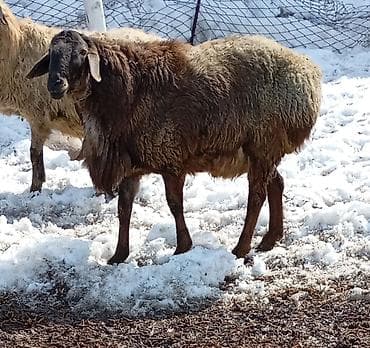 Сатам | Кочкор (эркек) | Көбөйтүү үчүн — 2