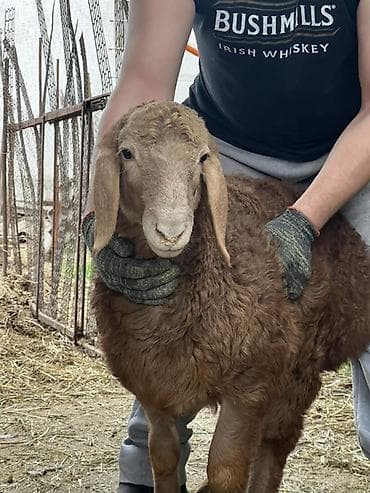 сельскохозяйственные животные продажа: Продаю | Баран (самец) | Арашан | Для разведения | Племенные — 1
