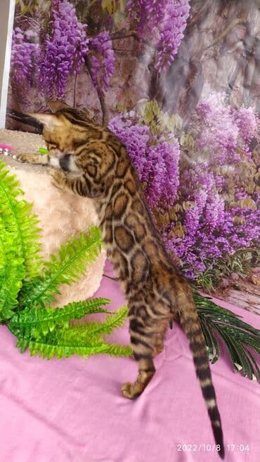 новорожденные котята: Бенгальские Детки .проф питомник Бен Гла Мур. предлагает Девочек и — 22