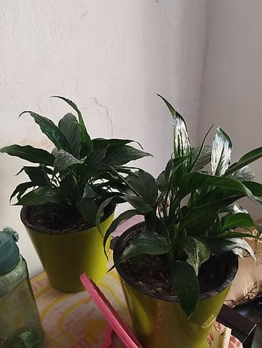 спатифиллюм: Спатифиллум (Spathiphyllum) в декоративных горшках - Комнатное — 1