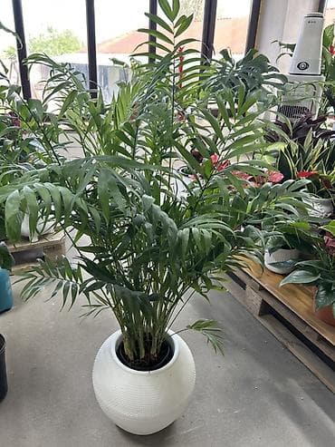 Пальмалар: Хамедорея (Chamaedorea elegans, «бамбуковая пальма») в декоративном — 3