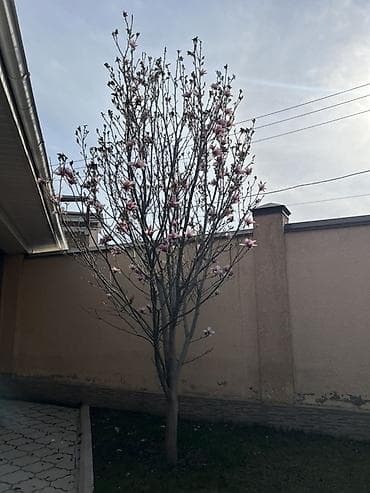 магнолия цветы: Магнолия (декоративное листопадное дерево) с крупными — 5