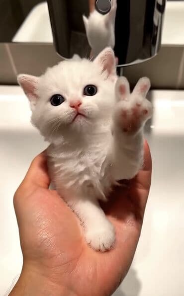 официан: Ищу работу, продавец, официант, и.т.д — 1