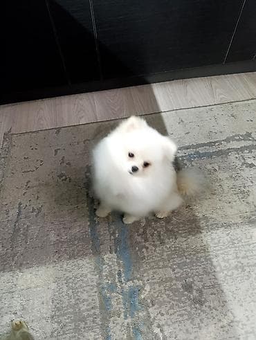 русский охотничий спаниель купить: Шпиц, 4 месяца, Самец — 6