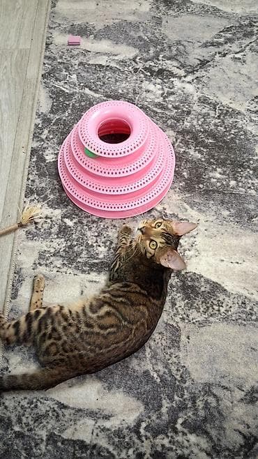 бенгальская кошка домашняя: Бенгальская, 8 месяцев, Девочка, Приучена к лотку, Проглистована, С прививками — 7