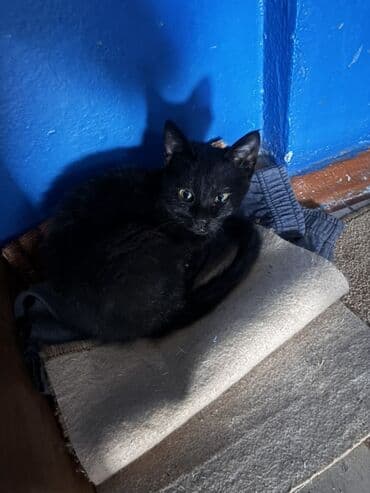 Квадроциклы: Отдам даром котёнка в добрые руки Срочно ! подкинули взять не можем — 1