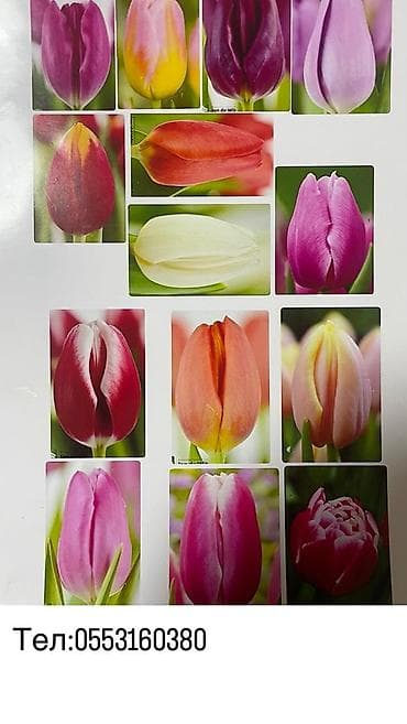 прием яблок в бишкеке: ТЮЛЬПАНЫ ТЮЛЬПАНЫ ТЮЛЬПАНЫ. принимаем заказы на тюльпаны оптом к 8 — 1