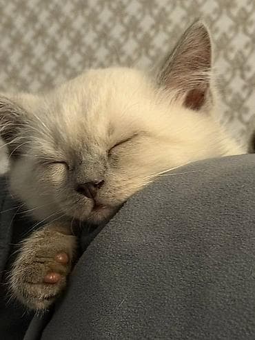 лоток для котов: Скотиш Страйт (Шотландская прямоухая), 6 месяцев, Мальчик, Приучена к лотку — 1