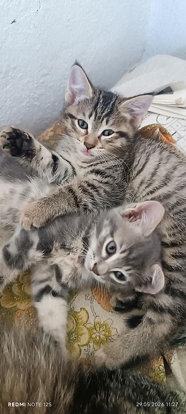 кошка в хорошие руки: Котята, тигровые табби. - Окрас: серо-коричневый и серебристый табби — 1
