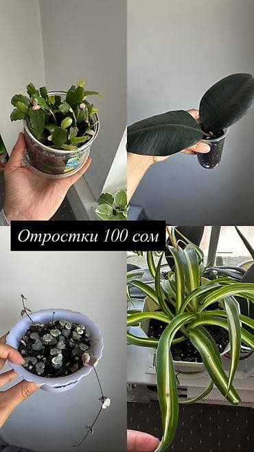 орхидея цветы: Комнатные растения и укоренённые отростки. Ассортимент: - Хлорофитум — 2