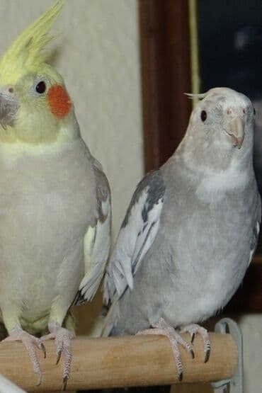 Птицы: Белощекие кареллы хорошо учатся говорить и приручаются к рукам а так — 5