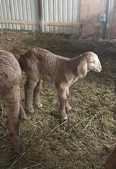 Продаю | Овца (самка) | Арашан | Для разведения | Матка, Ярка — 4