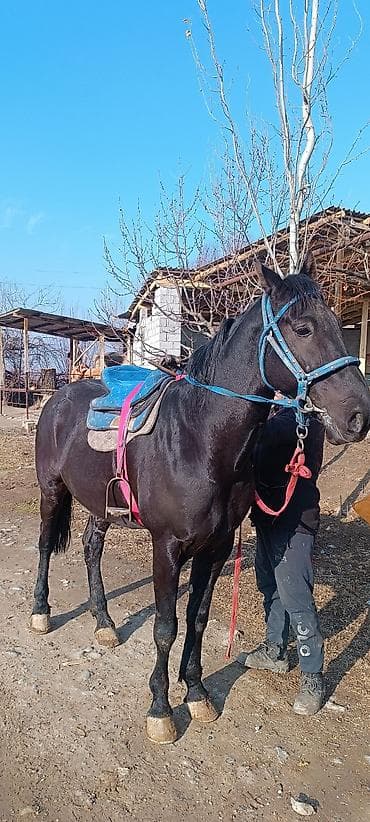 ласка бишкек: Сатам | Жылкы (эркек) | Аргын | Жумушка — 2