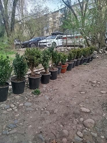 самшиты круглые: Самшит вечнозелёный в контейнерах - Кусты самшита (Buxus — 2