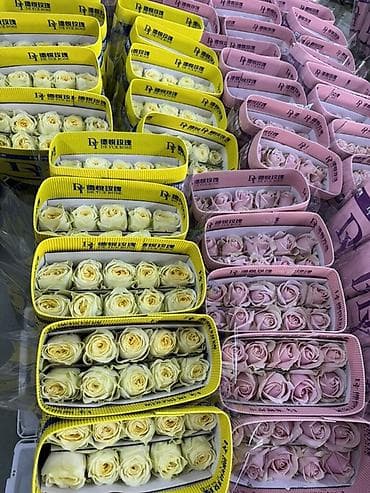 Мы — ваш надежный прямой поставщик свежих срезанных цветов из Китая на at lalafo.kg Мы — ваш надежный прямой поставщик свежих срезанных цветов из Китая на