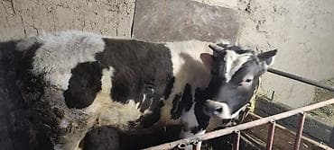 породистые бычки: Продаю | Бык (самец) | Алатауская, Симментальская | На откорм | Привязанные — 2