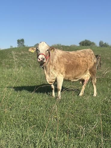 баран живой: Продаю | Корова (самка) | Для молока | После отела — 3