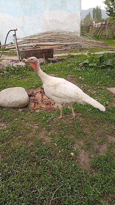 жапалак птица: Сатам | Ургаачы күрп (ургаачы) | Аргын | Көбөйтүү үчүн | Асыл тукумдуу — 1