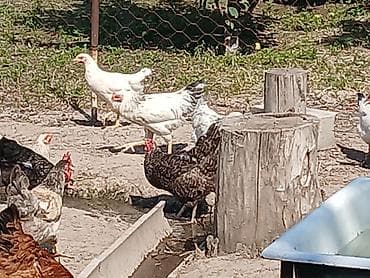 продам курей: Продаю | Куры | Домашняя | Для разведения — 7