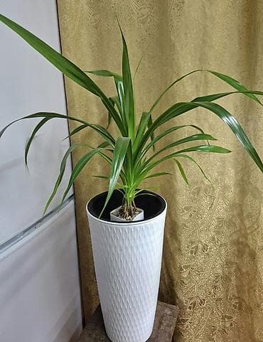 Пальма панданус, большое растение 400 сом Рэо или кошелёк