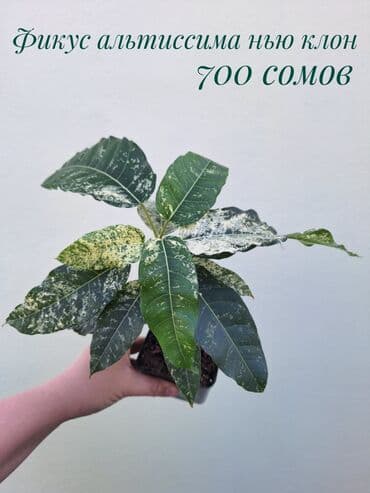 зеленое постельное белье: ● Комнатные растения (укоренённые черенки, молодые растения, взрослые — 43