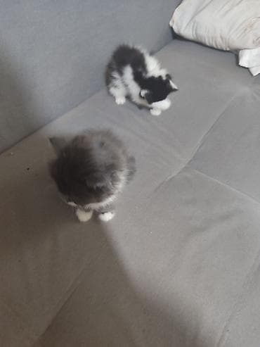 кара балта кошки: Пушистые котята с длинной шерстью, окрасы: серо-белый, черно-белый — 4