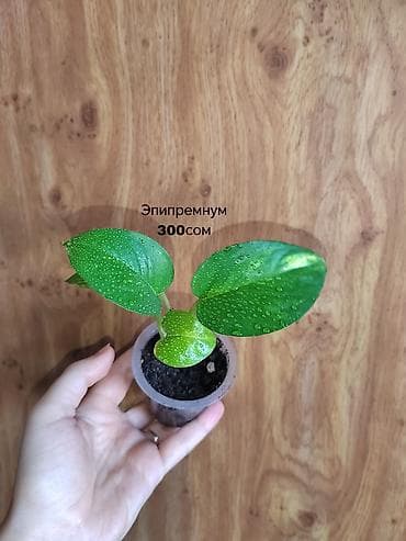 времени: Комнатные растения — саженцы и черенки. 1) Живое дерево (лечебное) — — 3