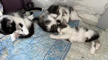 маламут собака цена: Котята черно-белого окраса, пушистые, с мягкой полу-длинной шерстью — 1